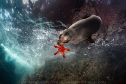 Sea Lion Chew Toys by Nick Polanszky 